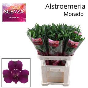 Alstro morado