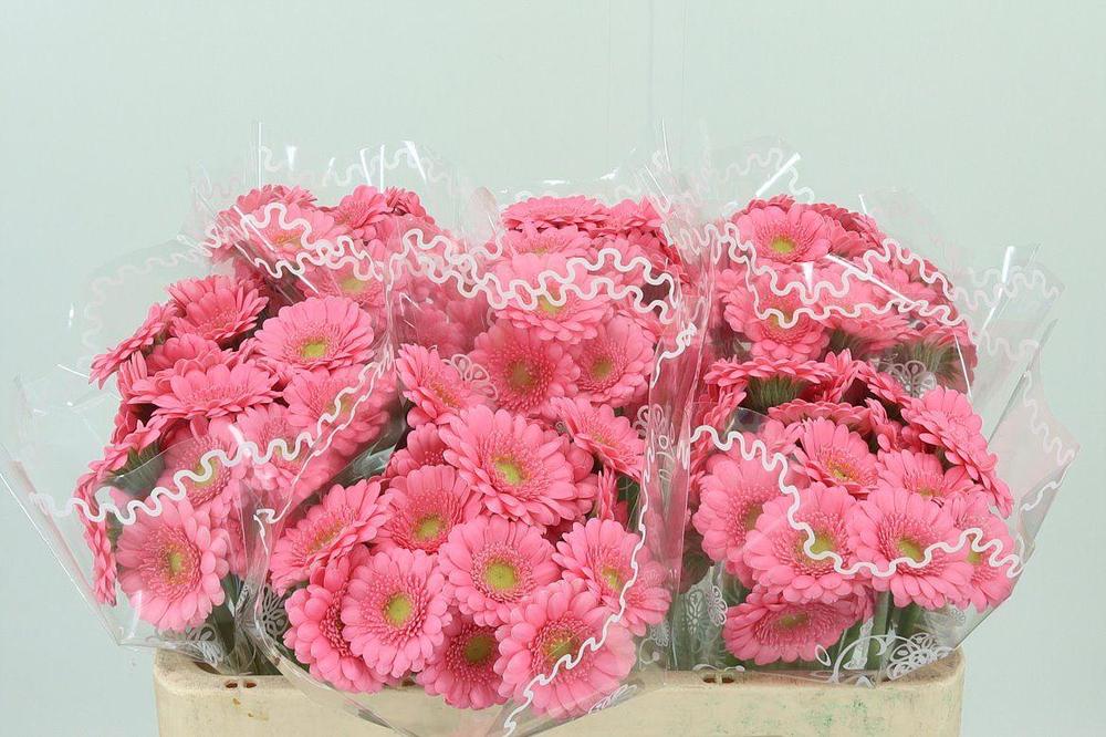 Germini piccolini bari