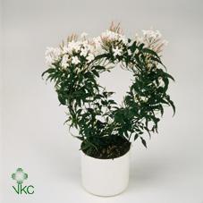 Jasminum polyanthum pyramida