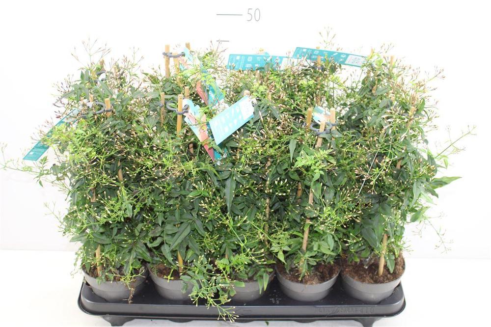 Jasminum polyanthum pyramida