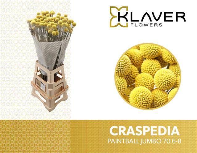 Craspedia paintball jumbo