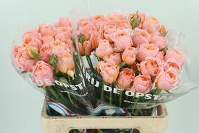 Rosa tr keijsers coral