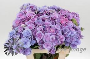 Hydrangea beautensia papillon purple