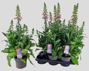 Digitalis Pink Panther