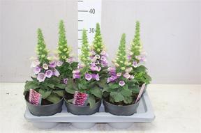 Digitalis Pink Panther