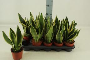 Sansevieria