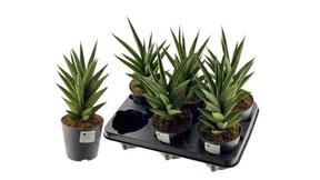 Sansevieria
