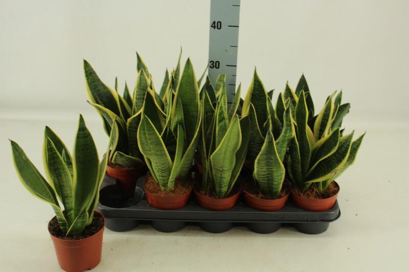 Sansevieria