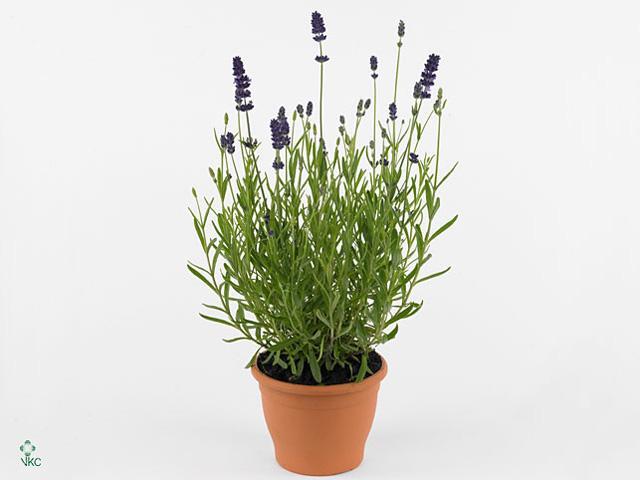 Lavandula angustifolia + Muehlenbeckia