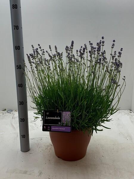 Lavandula angustifolia + Muehlenbeckia