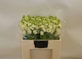 Matthiola stox yellow