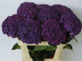 Hydrangea my mon amour paars