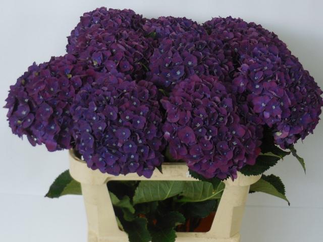 Hydrangea my mon amour paars