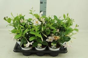 Mandevilla white