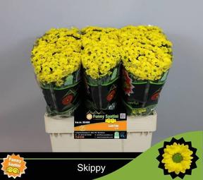 Chrys sa skippy