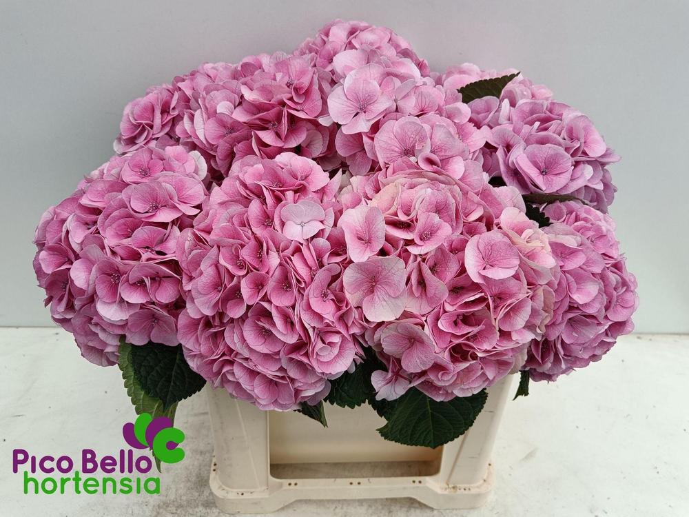 Hydrangea my beautiful vienna