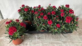 Dianthus Oskar