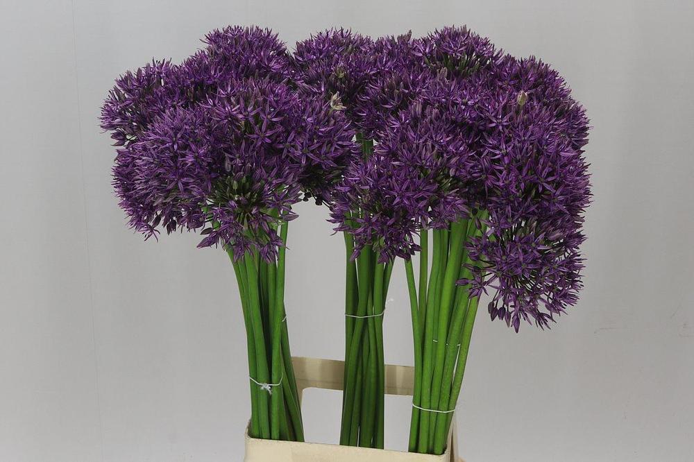 Allium jackpot
