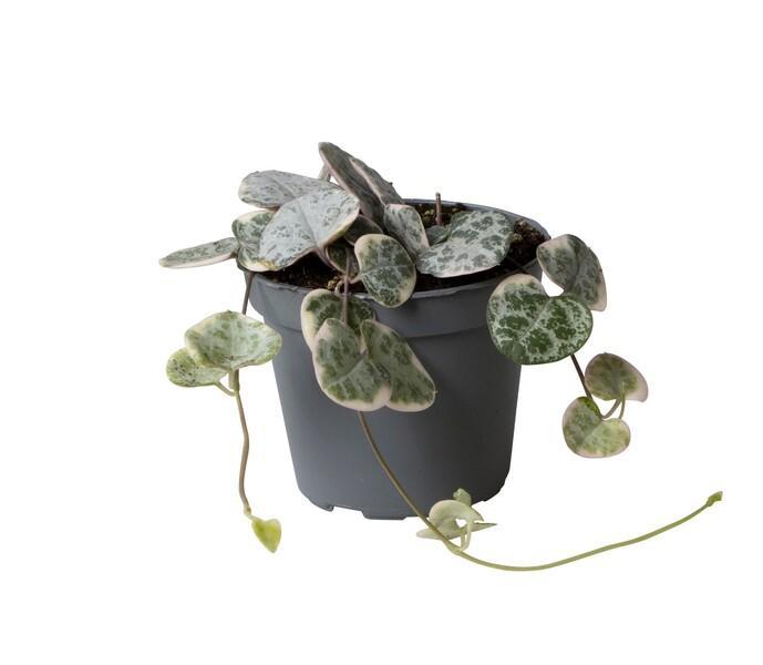 Ceropegia woodii variegata