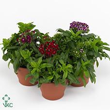 Dianthus barbatus Barbini mix