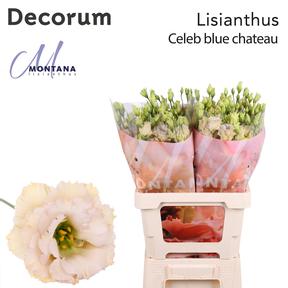 Eustoma du blue chateau