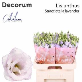 Eustoma du stracciatella lavender