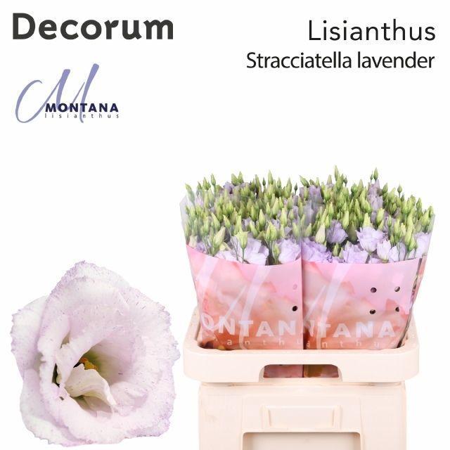 Eustoma du stracciatella lavender
