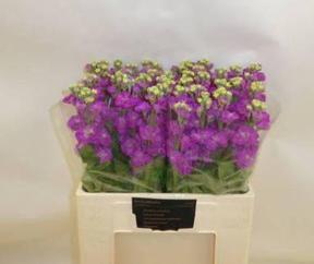 Matthiola stox deep rose