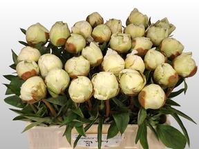 Paeonia ivory victory