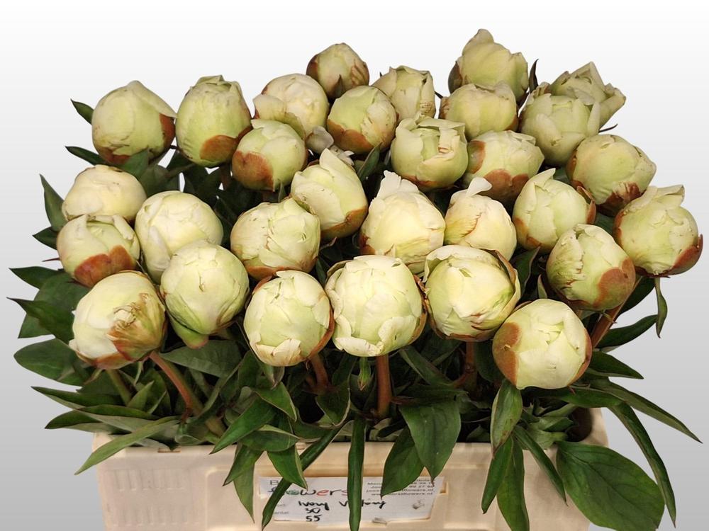 Paeonia ivory victory