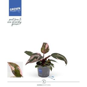 Philodendron Pink Princess