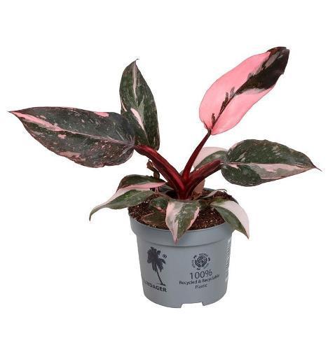 Philodendron Pink Princess