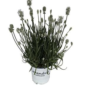 Lavandula angustifolia white