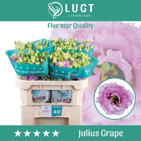 Eustoma du julius grape