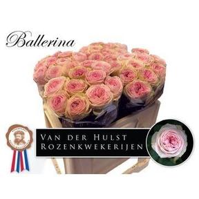 Rosa gr ballerina summerhouse