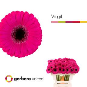 Germini plastic virgil