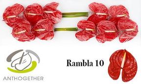 Anthurium rambla