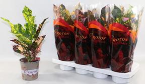 Codiaeum Magnificent