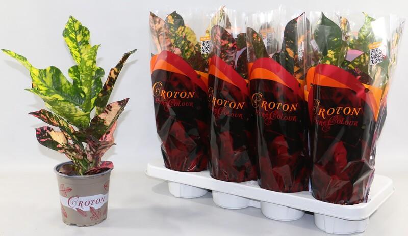 Codiaeum Magnificent