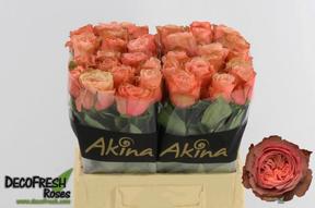 Rosa gr kahala