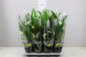 Spathiphyllum Unico Cupido