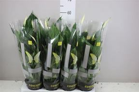 Spathiphyllum Unico Cupido
