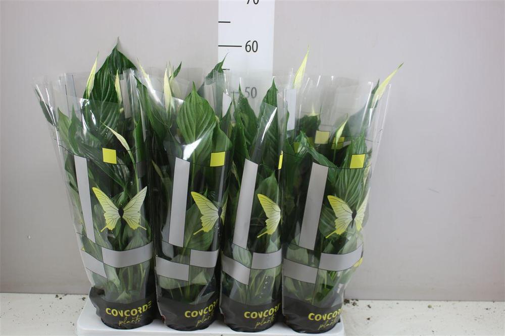 Spathiphyllum Unico Cupido