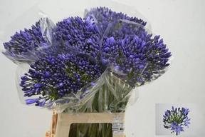 Agapanthus arctic ocean