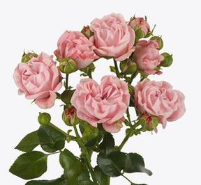Rosa tr pink flow