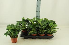 Philodendron Birkin