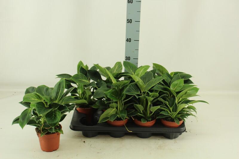 Philodendron Birkin