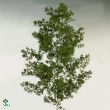 Zeleň - asparagus umbulatum