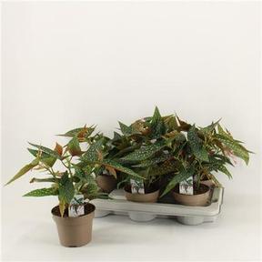 Begonia Tamaya