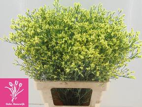 Limonium pineapple diamond